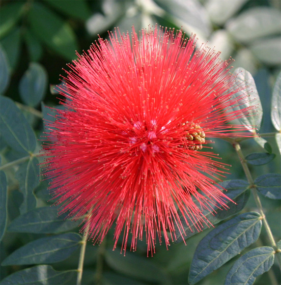 Calliandra haematocephala