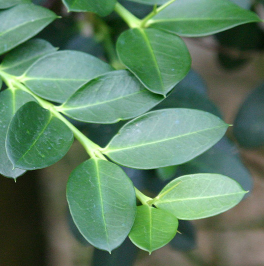 Carissa grandiflora