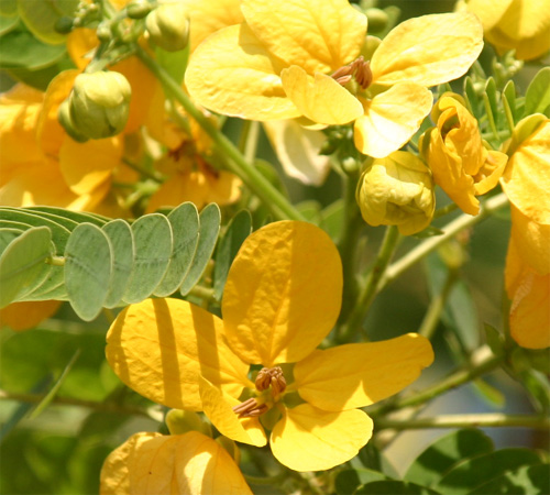 Cassia surattensis