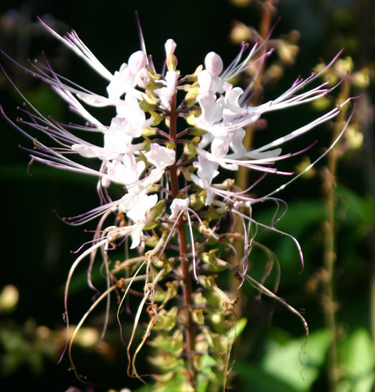 Clerodendranthus spicatus