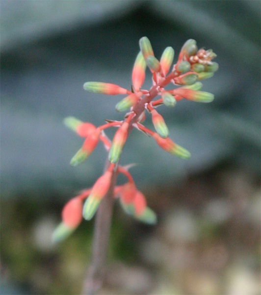 Gasteria armstrongii