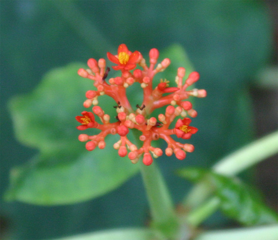 Jatropha podagrica