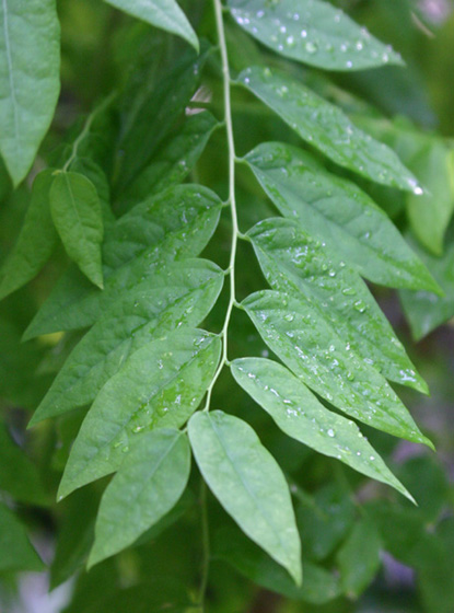 Phyllanthus acidus