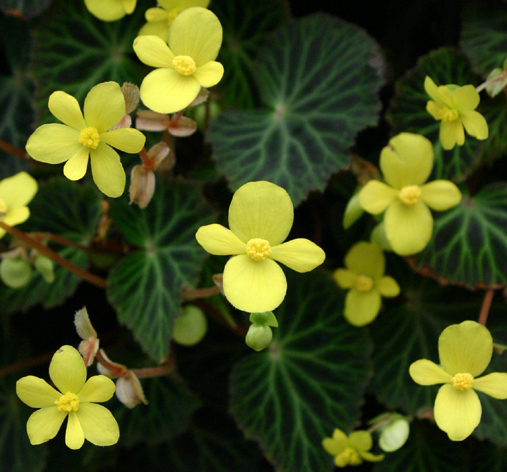 Begonia pearcei