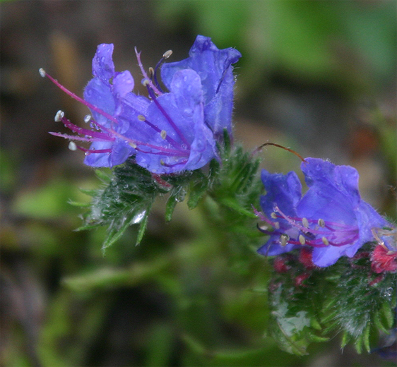 Echium vulgare 