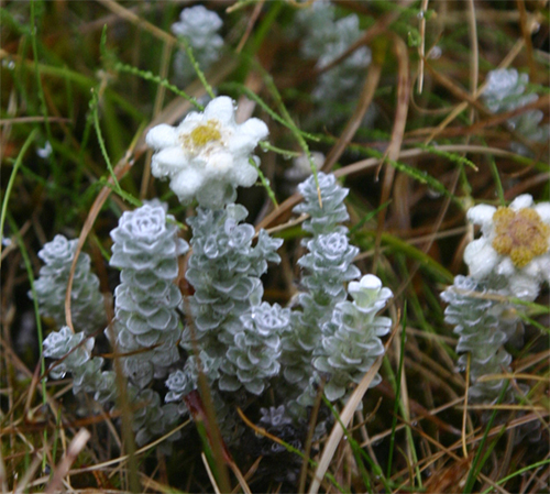 Edelweiss