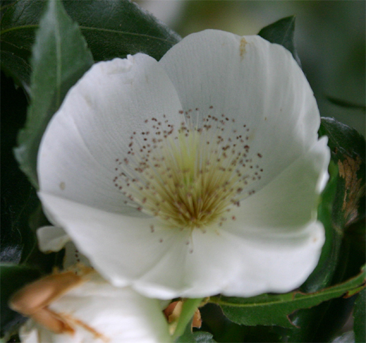 Eucryphia~nymansens