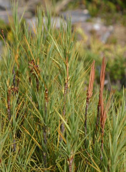 Long-leaved Grass Tree