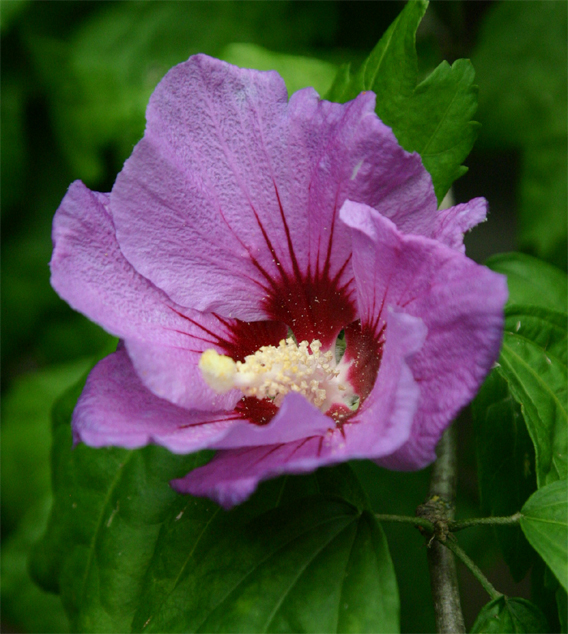 Hibiscus