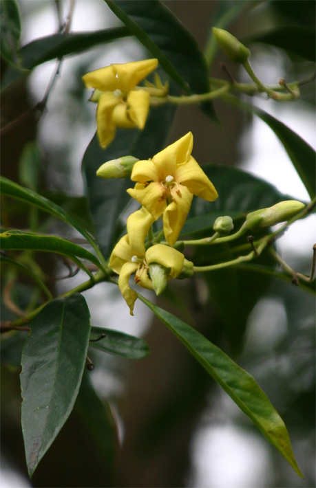 Hymenosporum flavum