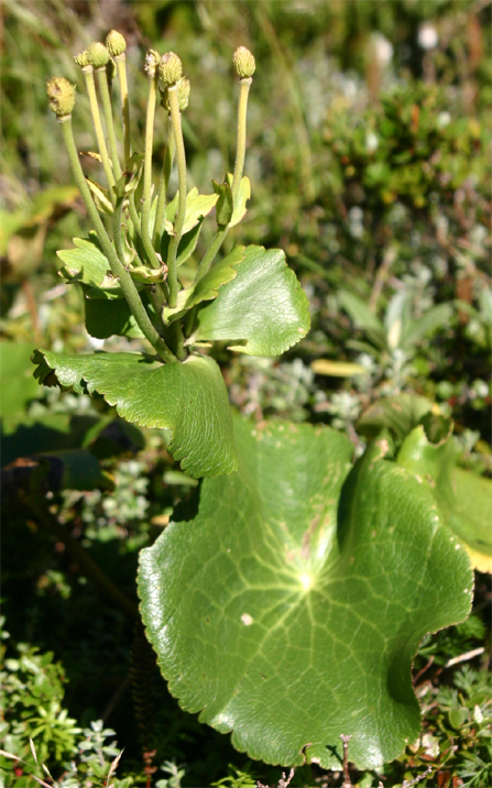 Mount Cook Lily