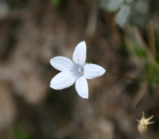 Newzealand Bluebell