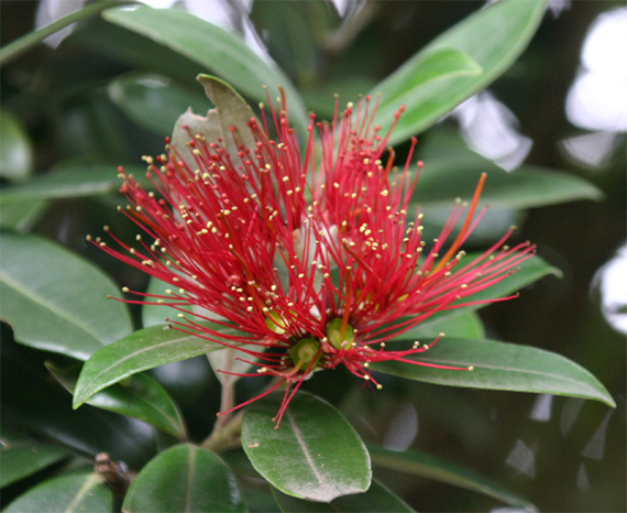 Newzealand Christmas Tree