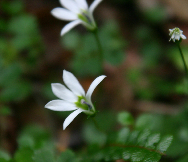 Pratia angulata