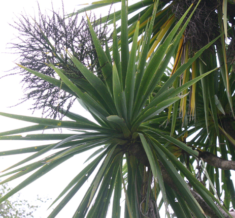 Cabbage tree