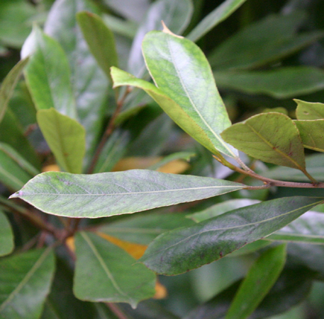 Elaeocarpus dentatus