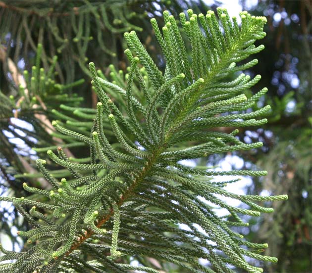 Araucaria@columnaris̗t