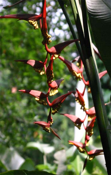 Heliconia