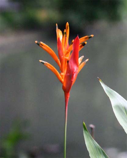 Heliconia psittacorum