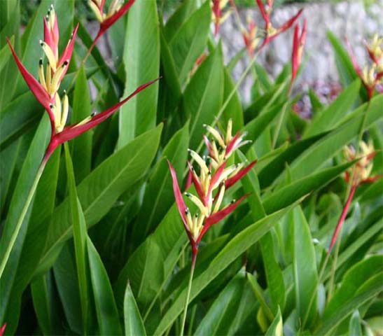 Heliconia psittacorum