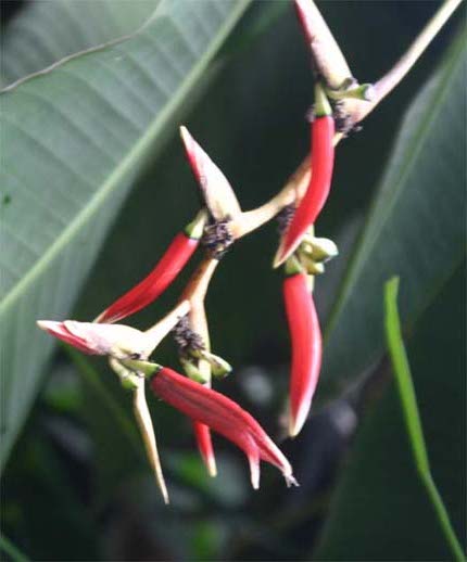 Heliconia