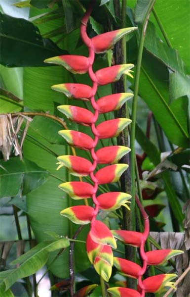 Heliconia rostata