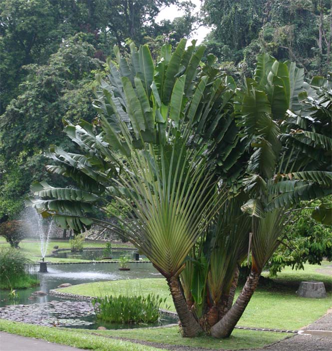 Ravenala madagascariensis