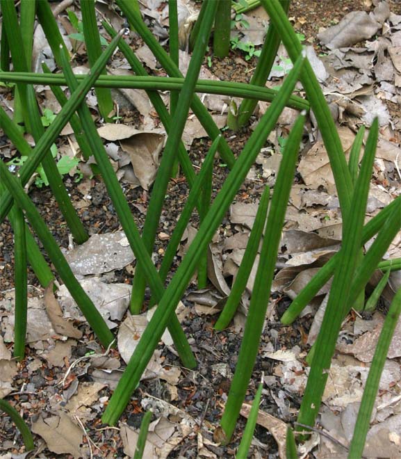 Ravenala madagascariensis