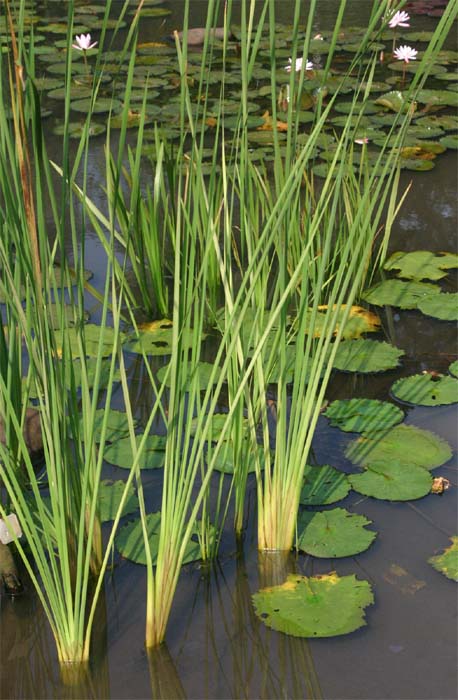 Typha angustifolia