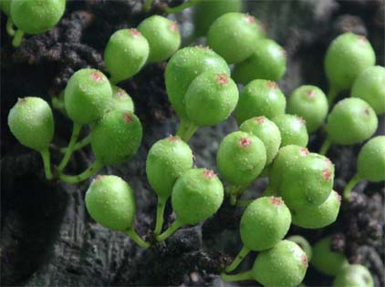 Ficus heteopodå