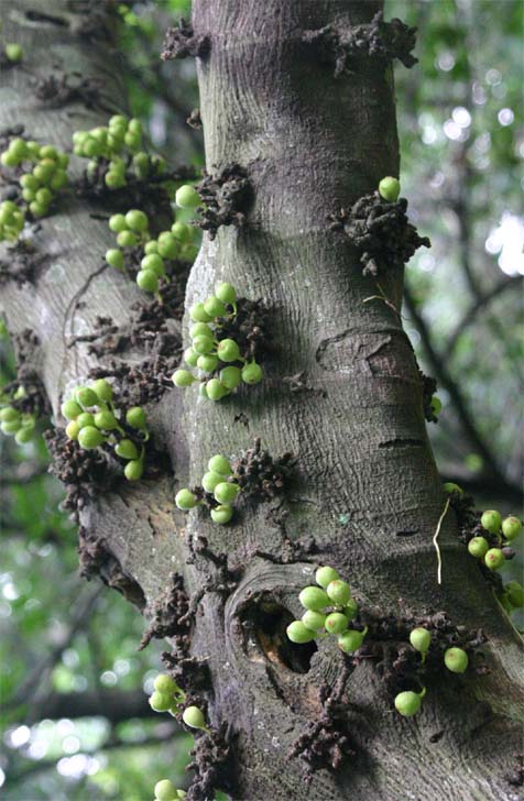 Ficus heteopodå