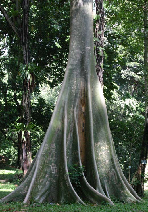 Ficus robusta