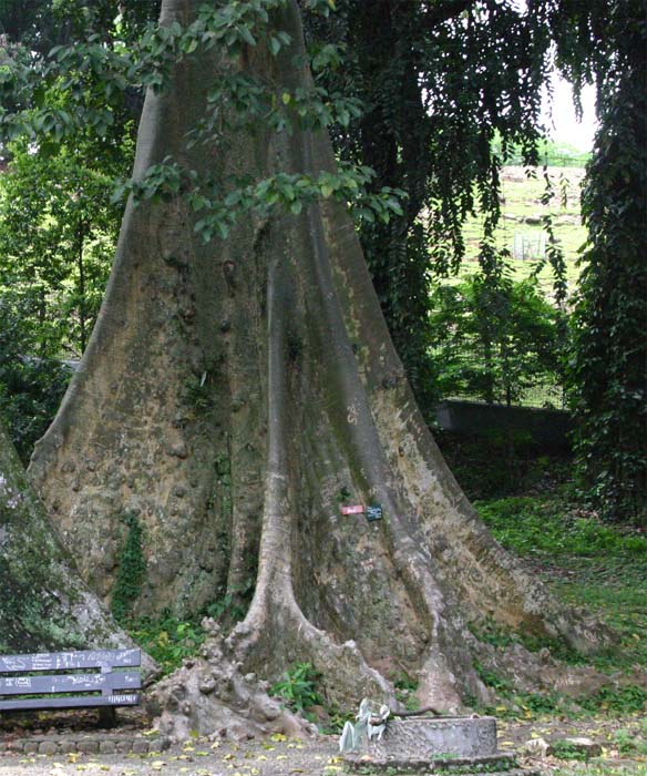 Ficus albipila