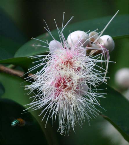 Syzygium@pycnanthum̉