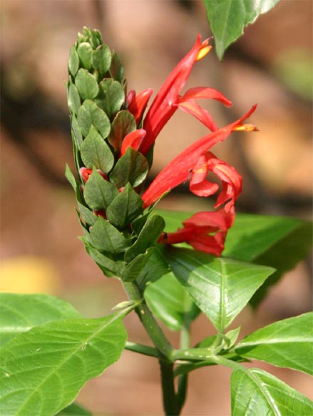 Pachystachys coccinea