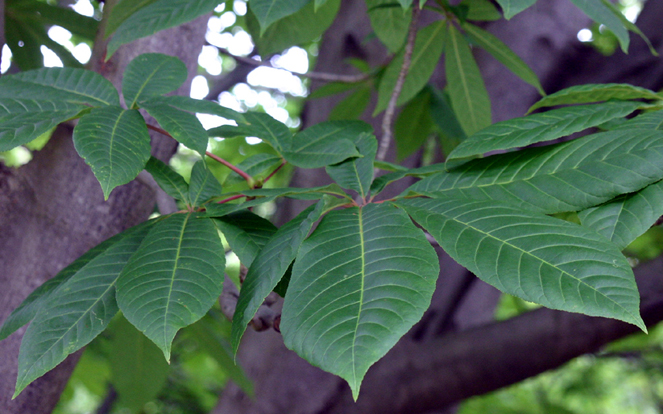 Aesculus indica