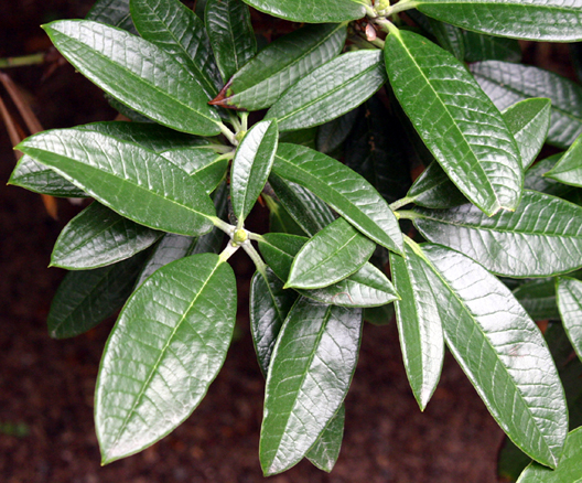 Rhododendron argyrophyllum