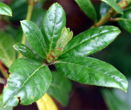 Rhododendron parryae