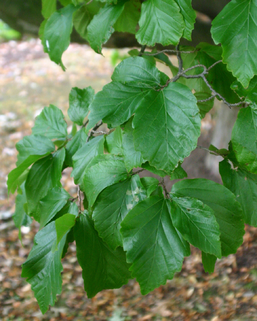 Parrotia persica