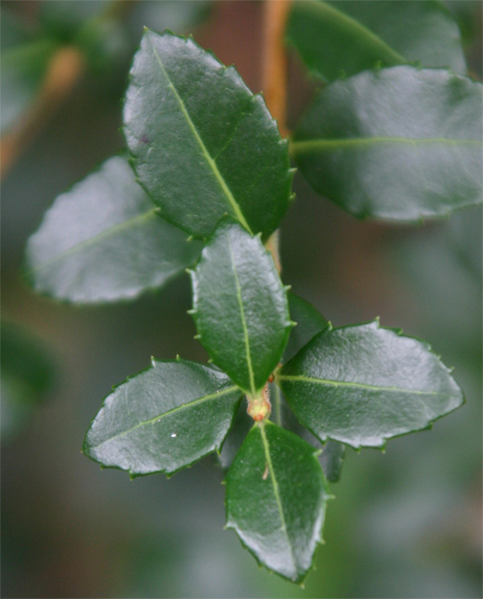 Osmanthus delavayi