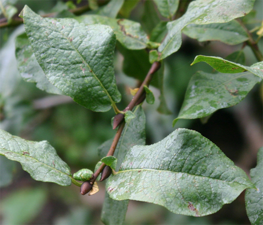 Salix apoda