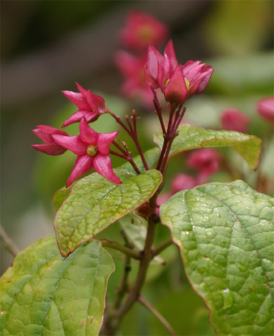 Clerodendrum trichotomum