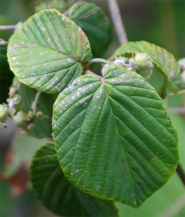 Corylopsis platypetala