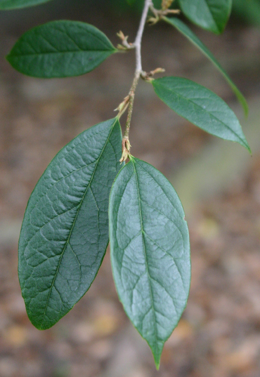 Sycopsis sinensis