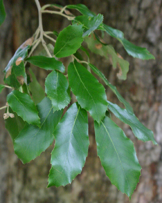 Quercus leucotrichophora