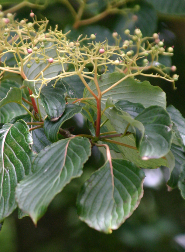 Cornus contraversa