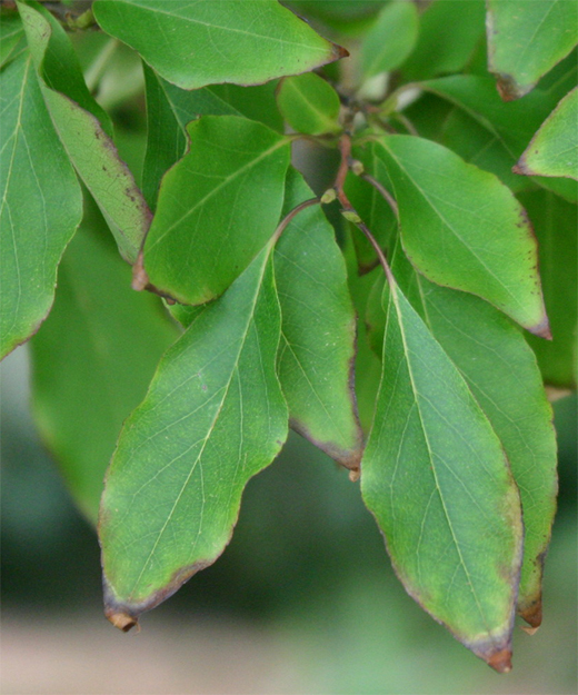 Stewartia sinensis