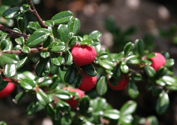 Cotoneaster microphyllus var. themifolius