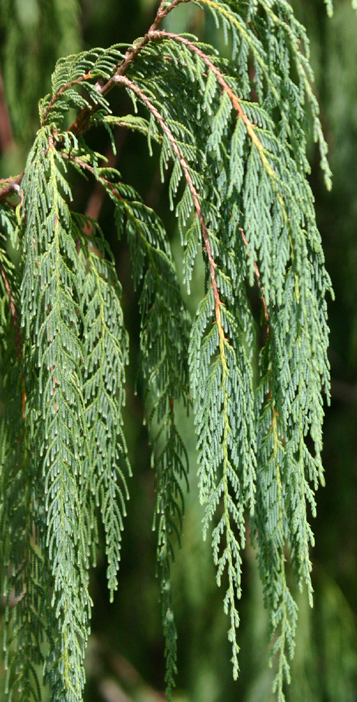 Cupressus cashmeriana