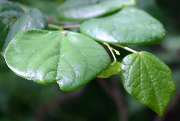 Cercis chinensis